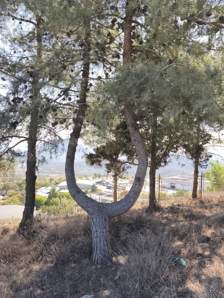 קובץ:2025-11-01T09 53 22.864069215301.jpg