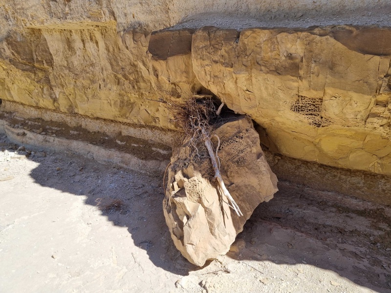 קובץ:20250302 130228.jpg