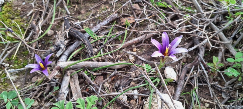 קובץ:2026-01-24T14 53 19.031682862560.jpg