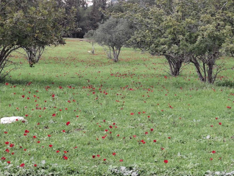 קובץ:2026-02-19T12 53 35.858317226852.jpg