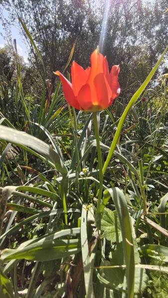 קובץ:2026-02-22T13 53 34.887626960222.jpg