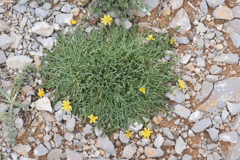 קובץ:Crepis robertioides 2018.JPG