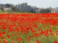 תמונה ממוזערת לגרסה מתאריך 10:59, 15 בספטמבר 2011