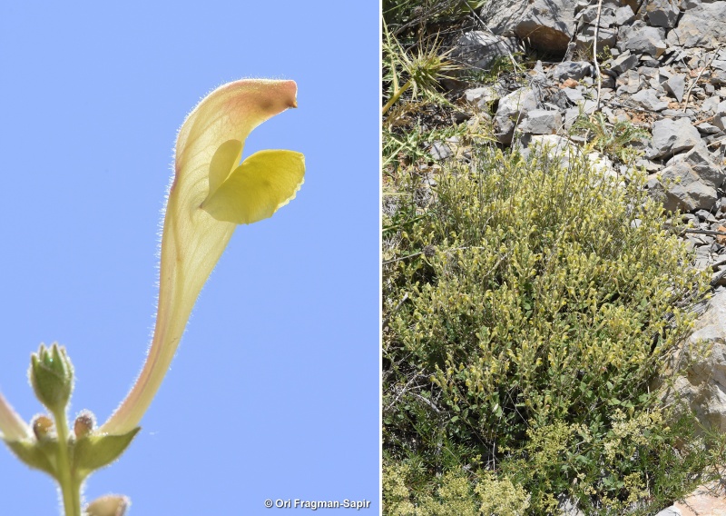 קובץ:DSC 6920.jpg