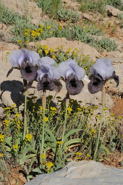 קובץ:Iris westii82 244.JPG