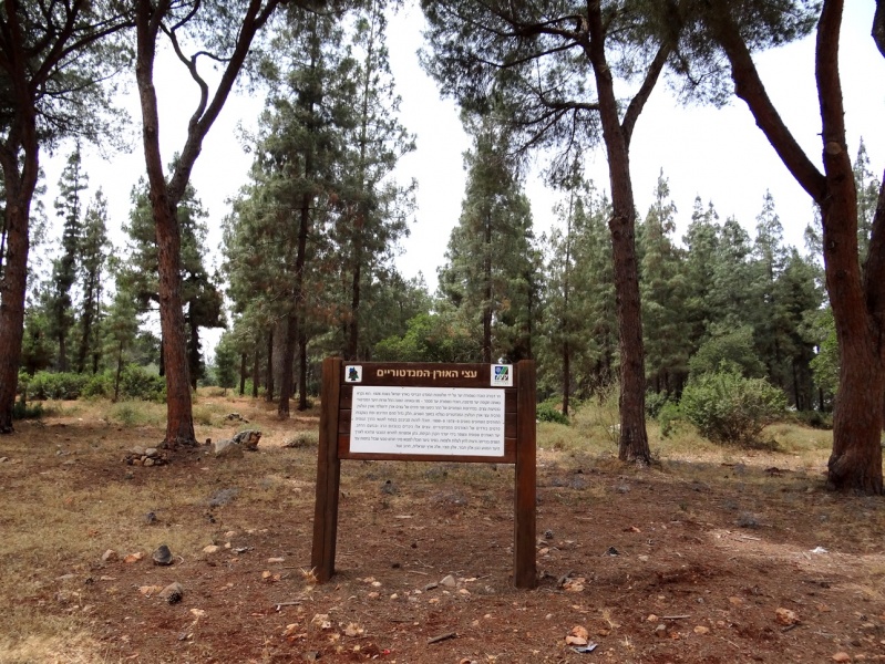 קובץ:Mandatory pine trees s.jpg