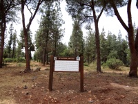 Mandatory pine trees small.jpg