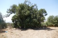 תמונה ממוזערת לגרסה מתאריך 14:37, 29 באוגוסט 2019