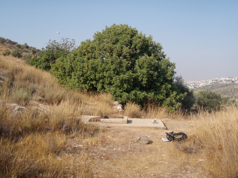 קובץ:P6250015.JPG