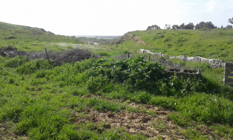 קובץ:Train dugout near Tel A-Sheria 1.jpg