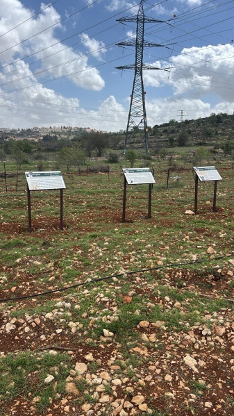 קובץ:WhatsApp Image 2026-03-30 at 11.14.11.jpeg